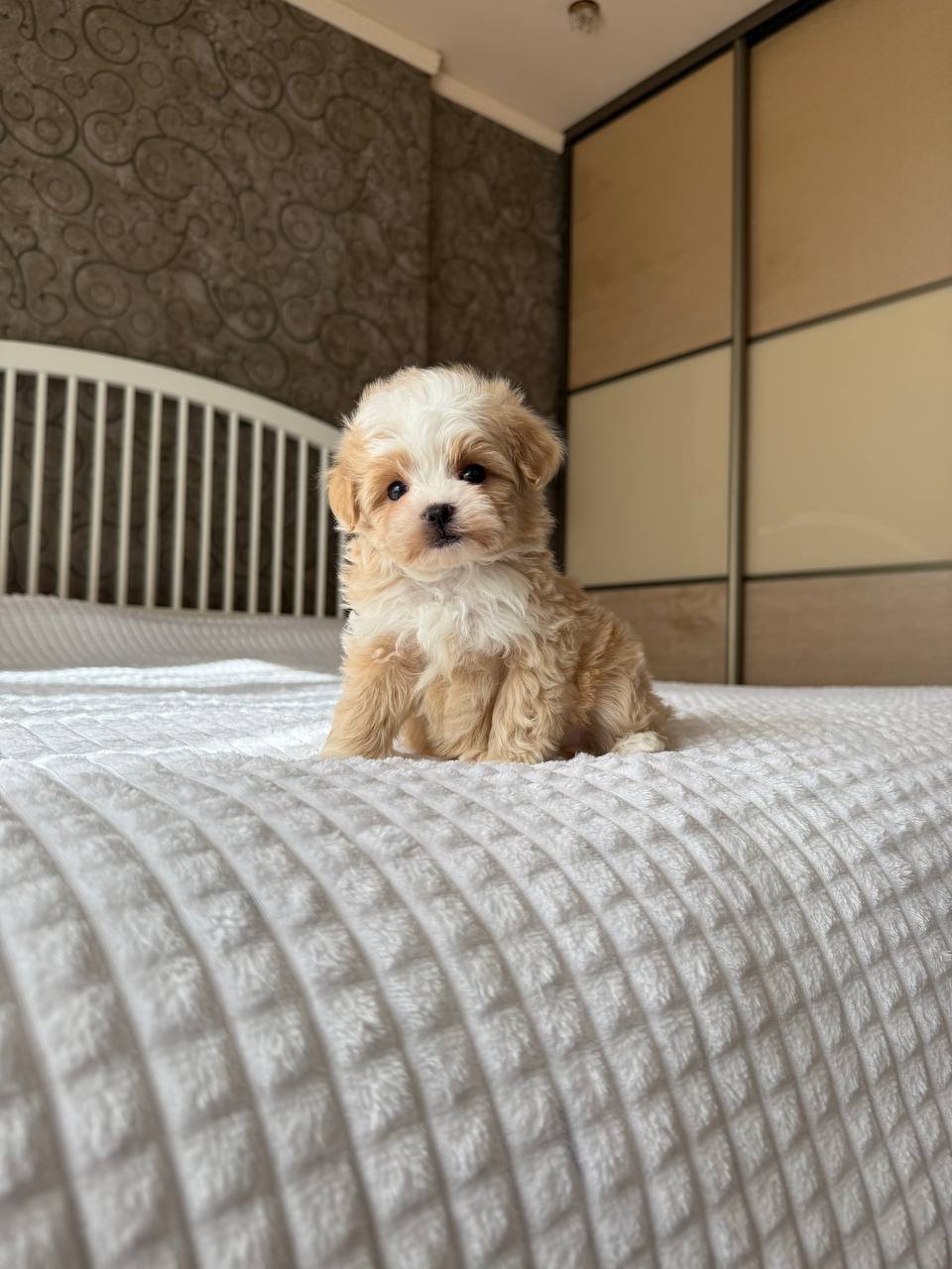 Bella Toy Poodle puppy for sale in Texas at Tiny Paw